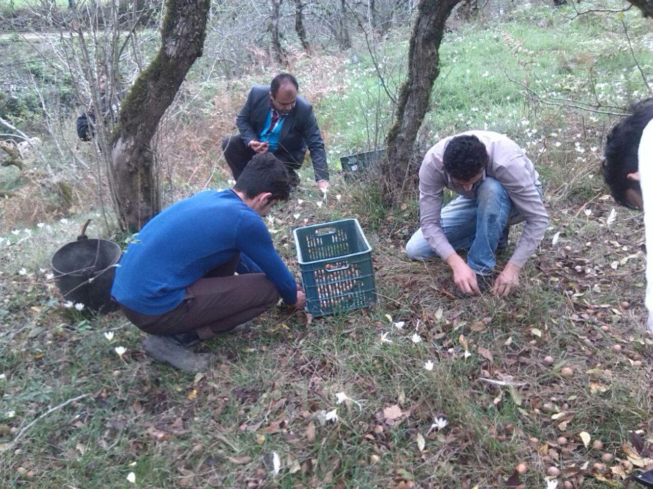 آغاز برداشت ازگیل در گیلان آغاز برداشت ازگیل در گیلان