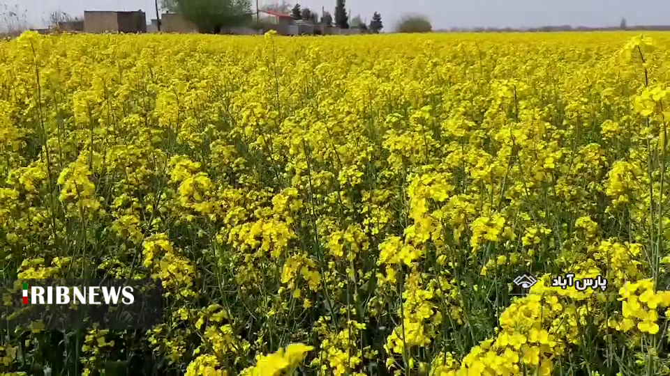 طبیعت بهاری، مزارع کلزا در پارس آباد طبیعت بهاری، مزارع کلزا در پارس آباد