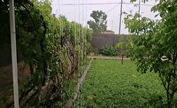 باران بهاری مهمان روستای قلعه نو فریمان شد