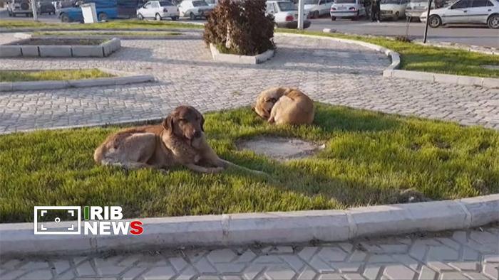 جولان سگ‌های ولگرد معضل قدیمی شهر سنندج
