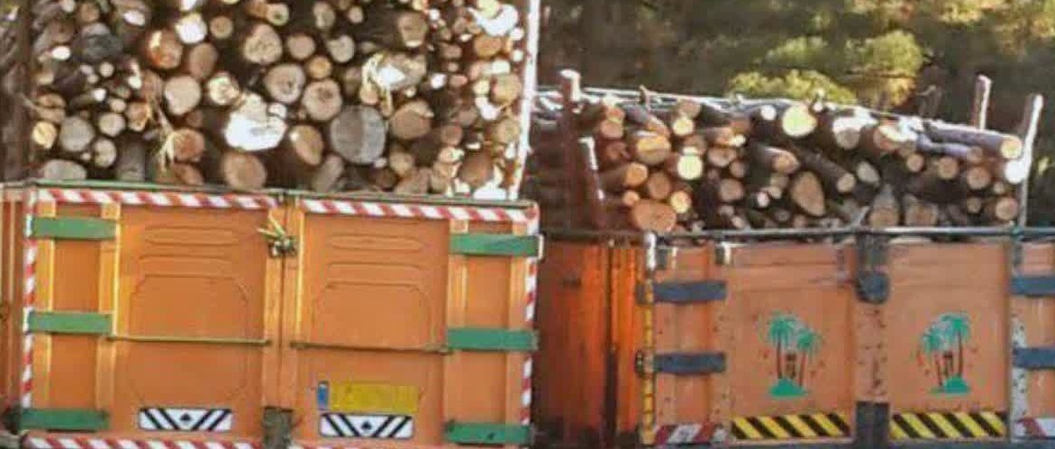 کشف ۸ تُن چوب قاچاق در خوزستان 