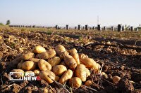 اندیمشک قطب تولید سیب زمینی خوزستان با تولید ۴۰ هزارتن محصول