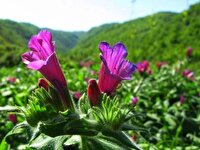 صادرات ۱۱ تن گل گاوزبان رامسر به کشورهای حاشیه خلیج فارس