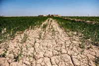 خسارت خشکسالی به حدود ۴۰ هزار هکتار از زمین‌های کشاورزی کبودراهنگ 