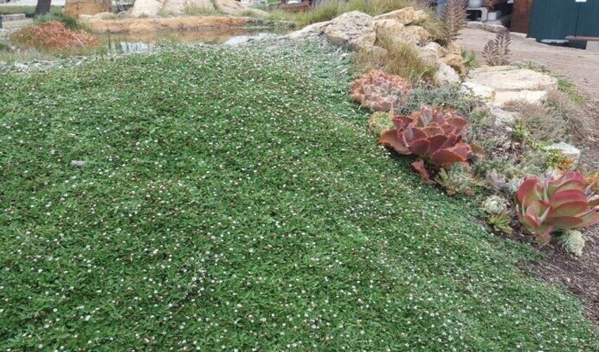 حذف چمن از فضای سبز شهری با استفاده از گیاه «فیلا» یا «فیله آ»