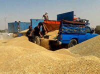 خرید بیش از یک‌میلیون و ۴۰۲ هزار تن گندم از کشاورزان خوزستان