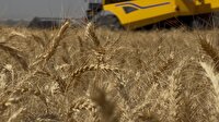 آغاز برداشت گندم از ۷ هزار و ۳۰۰ هکتار از زمین های کشاورزی البرز