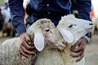 بسیج گروه‌های نظارت دامپزشکی خوزستان برای تضمین سلامت عید قربان