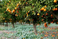 تولید محصولات کشاورزی سالم، گامی بسوی حفظ سلامت عمومی و پایداری اکولوژیک