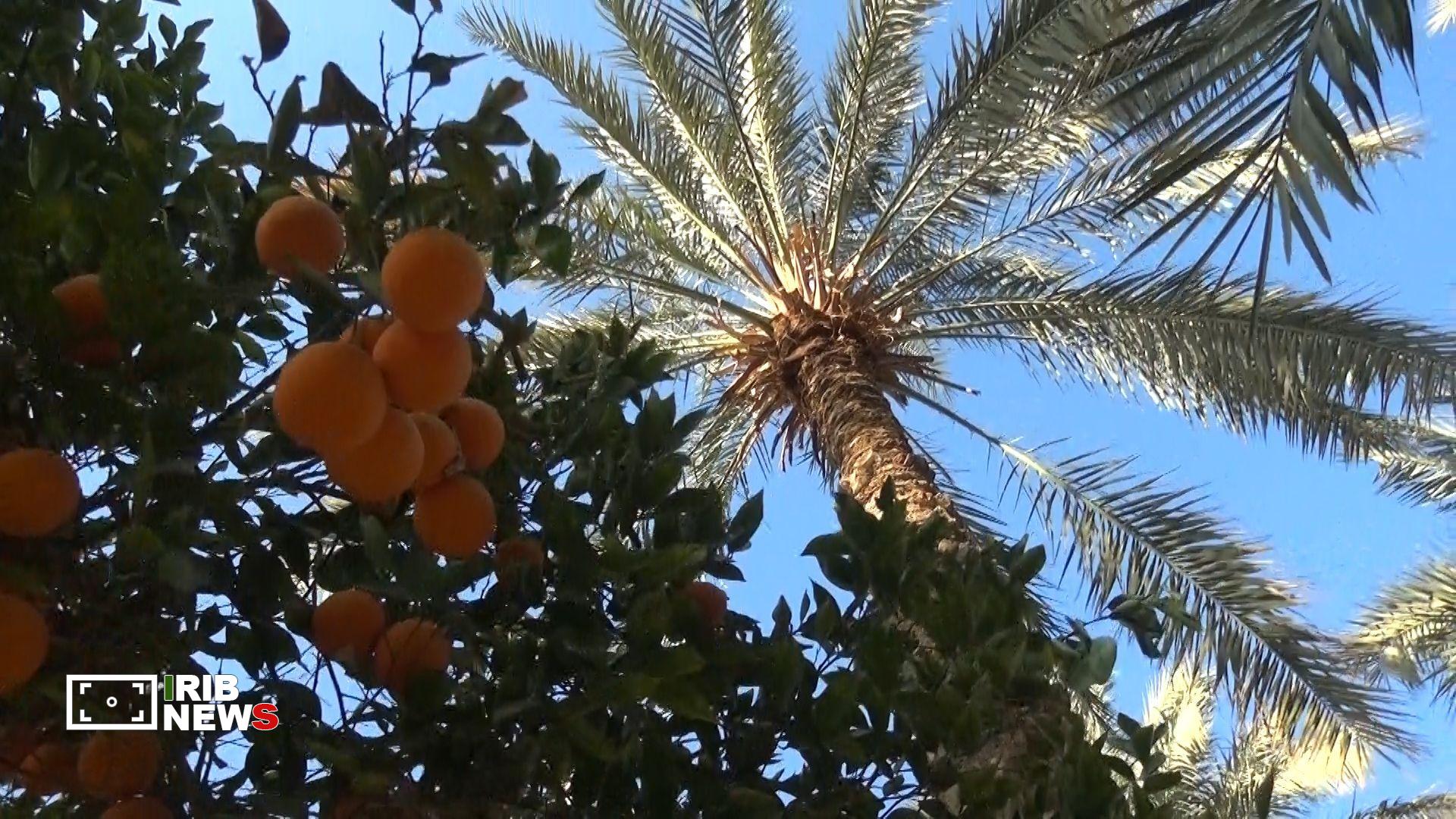 ۴۰ کانتینر خرما راهی صادرات شد ۴۰ کانتینر خرما راهی صادرات شد