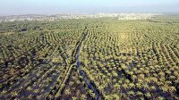طرح نخلستان، علاوه بر کاهش مصرف آب باعث ارتقای تولید و درآمد کشاورزان می شود