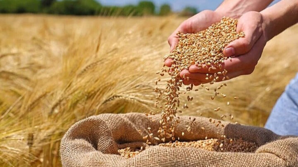 خرید تضمینی ۴۰۰ هزار تن گندم در آذربایجان غربی خرید تضمینی ۴۰۰ هزار تن گندم در آذربایجان غربی