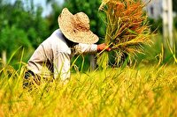 برداشت ۳۵ درصد شالیزار‌های گیلان