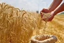 پرداخت ۵۰ هزار میلیارد تومان از مطالبات گندمکاران خوزستان+فیلم