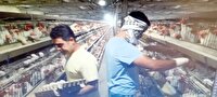 روستا‌های وحدت آباد و عباس‌آباد دره‌شهر؛ مراکز طلایی تولید تخم‌مرغ در استان ایلام