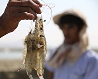 برداشت میگوی ۲۸ گرمی از مزارع چوئبده آبادان