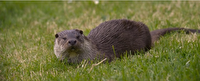 دوبله دو اثر سینمایی و مستند جدید در واحد دوبلاژ سیما
